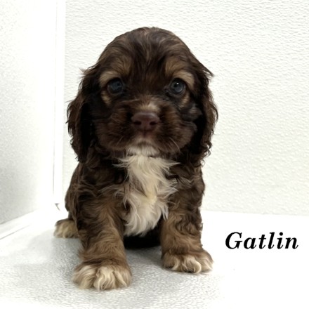 puppy, for, sale, Cocker Spaniel, Joe & Cherri  Overlease, dog, breeder, Miller, MO, dog-breeder, puppy-for-sale, forsale, nearby, find, puppyfind, locator, puppylocator, aca